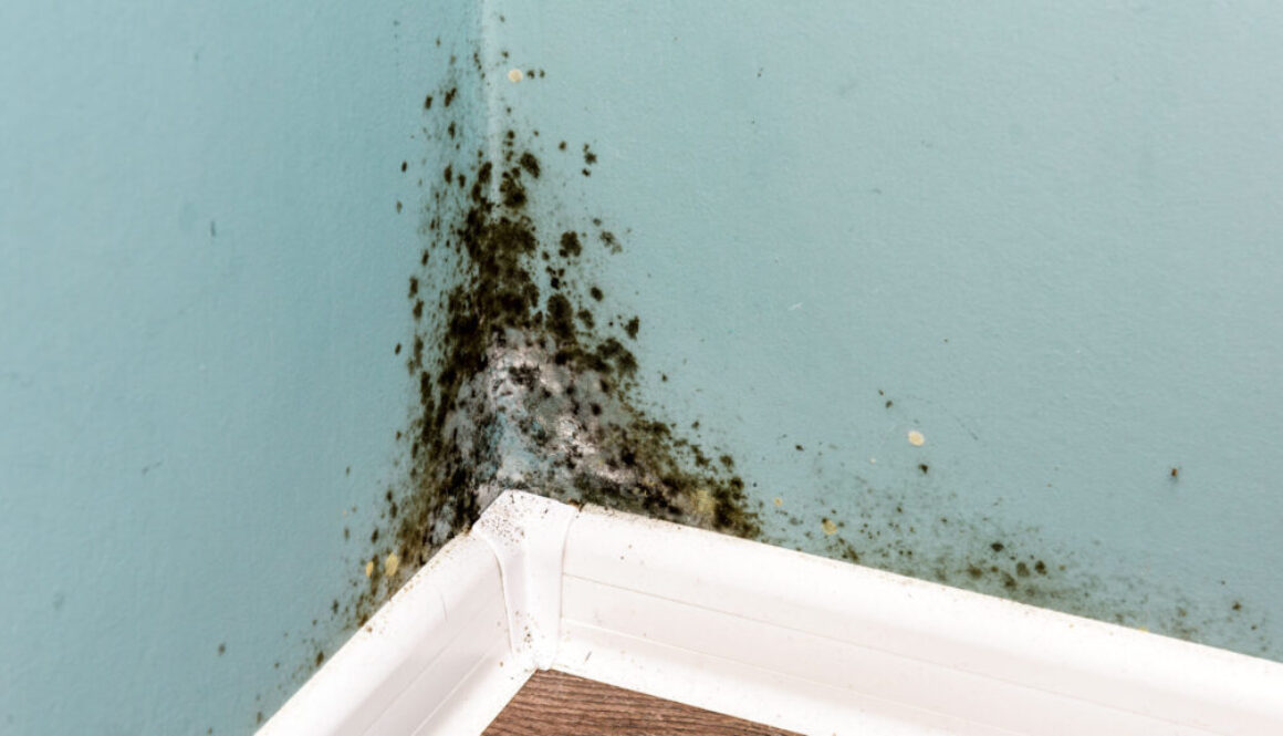 Mold Removal phoenix az